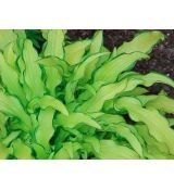 Hosta ´Kabitan´