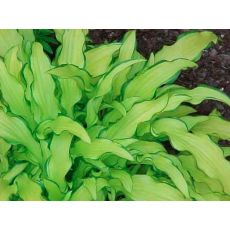 Hosta ´Kabitan´