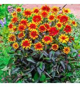 Heliopsis helianthoides ´Fire Twister´