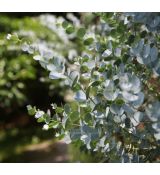Eucalyptus ´Silbertropfen´