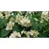 Philadelphus coronarius