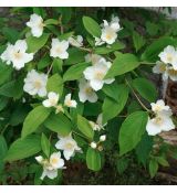 Philadelphus coronarius