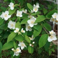 Philadelphus coronarius