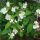 Philadelphus coronarius