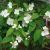 Philadelphus coronarius