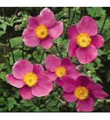 Anemone Hupehensis Jap. ´Splendens´