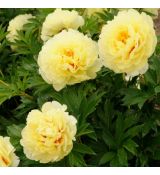 Paeonia Itoh ´Yellow Crown´