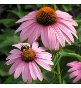 Echinacea purp.´Magnus´