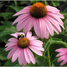 Echinacea purp.´Magnus´