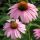 Echinacea purp.´Magnus´