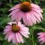 Echinacea purp.´Magnus´