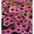 Echinacea purp.´Magnus´