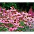 Echinacea purp.´Magnus´