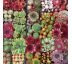 Sempervivum/Sedum MIX  (6 KS) 8x8