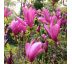 Magnolia ´Susan´ 9L / výška 100-120 cm