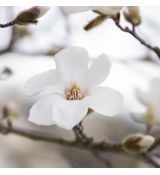 Magnolia ´Kobus´