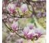Magnolia 'Soulangeana' 9L / výška 180-200cm