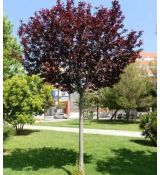 Prunus cerasifera ´Pissardii Nigra´