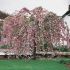 Prunus serrulata ´Kiku-Shidare-Zakura´