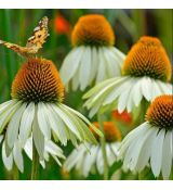 Echinacea purp.´Baby Swan White´