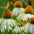 Echinacea purp.´Baby Swan White´
