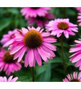 Echinacea purp. 'Baby Swan Pink'