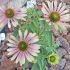 Echinacea purp.´Green Twister´