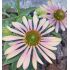 Echinacea purp.´Green Twister´