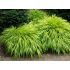 Hakonechloa Macra ´Aureola´