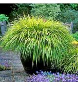 Hakonechloa Macra ´Aureola´