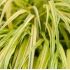 Hakonechloa Macra ´Aureola´