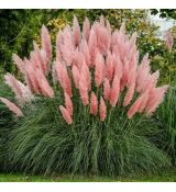 Cortaderia Selloana ´Rosea´