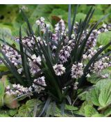 Ophiopogon Planiscapus ´Niger´