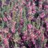 Erica carnea ´Challenger´