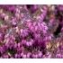 Erica carnea ´Challenger´
