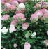 Hydrangea paniculata ´Vanilla Fraise´