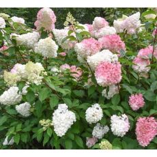 Hydrangea paniculata ´Vanilla Fraise´