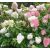 Hydrangea paniculata ´Vanilla Fraise´