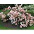 Hydrangea paniculata ´Vanilla Fraise´