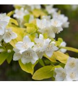 Philadelphus coronarius 'Aureus'