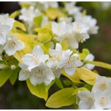 Philadelphus coronarius 'Aureus'