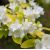 Philadelphus coronarius 'Aureus'