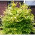 Philadelphus coronarius 'Aureus'