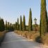Cupressus sempervirens ´Pyramidalis´