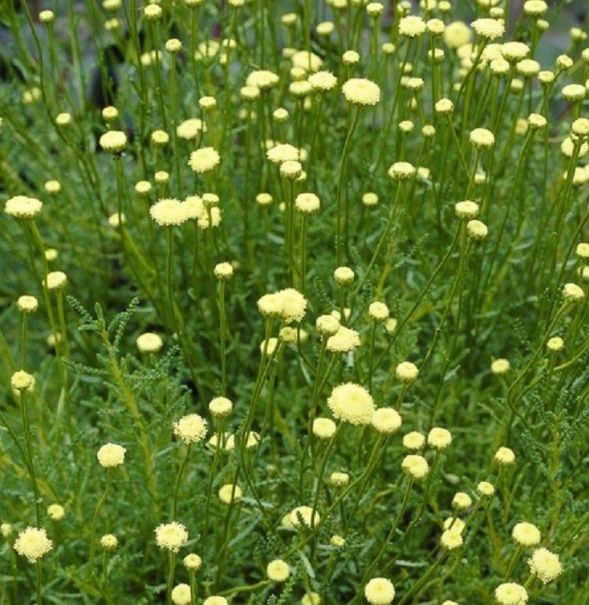 Olivova Trava (Olivové Trávy, Olea europaea, Olivová tráva) Olivova Trava