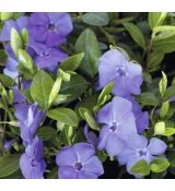 Vinca minor