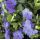 Vinca minor