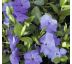 Vinca minor 9x9 / 0,5L
