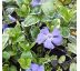 Vinca minor´Blue Sapphire´ 9x9 / 0,5L