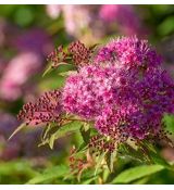 Spiraea japonica 'Darts Red'